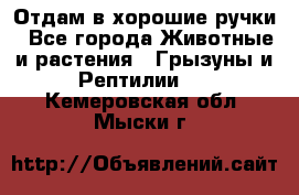 Отдам в хорошие ручки - Все города Животные и растения » Грызуны и Рептилии   . Кемеровская обл.,Мыски г.